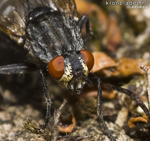 Vanleg kjtfloge (Sarcophaga carnaria) - Vanlig kjttflue, framsida Flesh Fly (Sarcophaga carnaria), anterior view