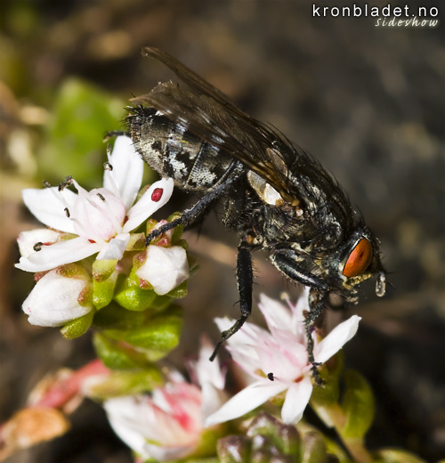 Vanleg kjtfloge (Sarcophaga carnaria) - Vanlig kjttflue, fr sida Flesh Fly (Sarcophaga carnaria), lateral view