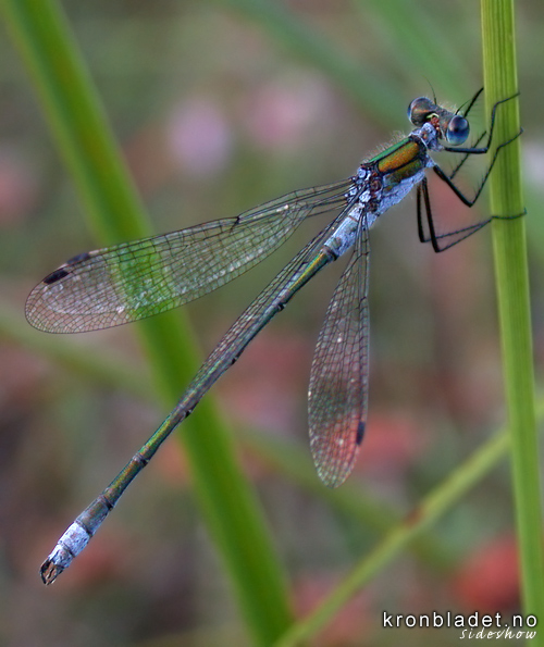 Vanleg metallvassnymfe (Lestes sponsa), hann - Vanlig metallvannymfe Emerald Damselfly (Lestes sponsa), male