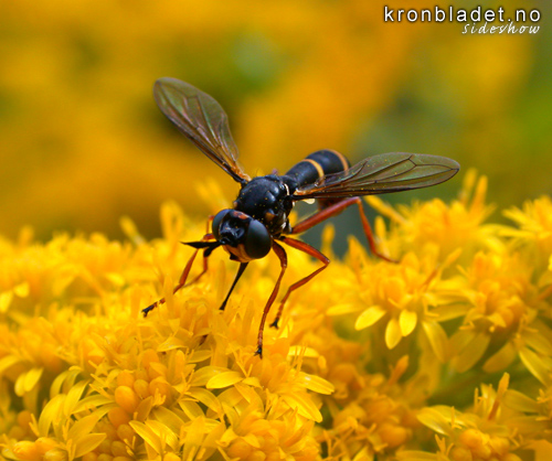 Vanleg vepsefloge (Conops quadrifasciata) - vanlig vepseflue  A thick-headed fly (Conops quadrifasciata)