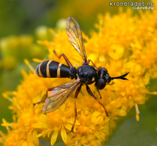 Vanleg vepsefloge (Conops quadrifasciata) - vanlig vepseflue  A thick-headed fly (Conops quadrifasciata)